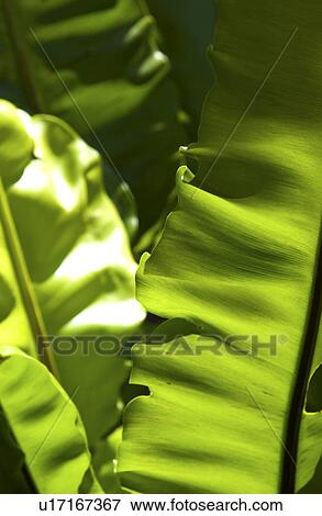 Stock Photo - Tropical plant. Fotosearch