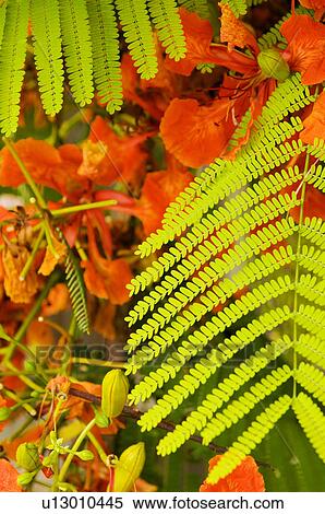 Tropical plant View Large Photo Image Stock Photography - Tropical plant. Fotosearch