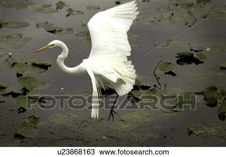 Stock Image - White egret flying over water. Fotosearch