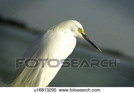 White egret overlooking ocean View Large Photo Image Stock Image - White egret overlooking ocean. Fotosearch