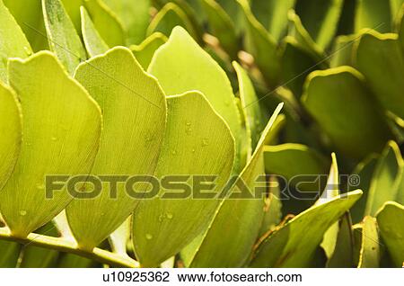 ZZ plant View Large Photo Image Stock Image - ZZ plant. Fotosearch