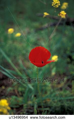 A red poppy View Large Photo Image Picture - A red poppy. Fotosearch