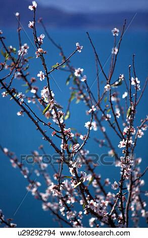 Blooming branch View Large Photo Image Picture - Blooming branch. Fotosearch