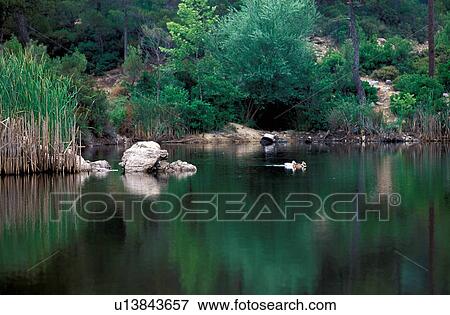Stock Photo - Ducks in a pond. Fotosearch