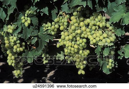 Grapes on the vine View Large Photo Image Stock Photograph - Grapes on the vine. Fotosearch
