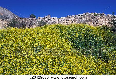 Stock Image - Meadow of yellow flowers. Fotosearch