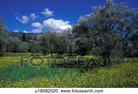 Stock Image - Olive trees in a meadow. Fotosearch