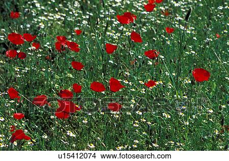 Poppies in a field View Large Photo Image Picture - Poppies in a field. Fotosearch