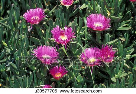 Stock Photography - Purple flowers. Fotosearch