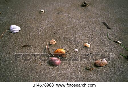 Seashells on a beach View Large Photo Image Stock Photo - Seashells on a beach. Fotosearch