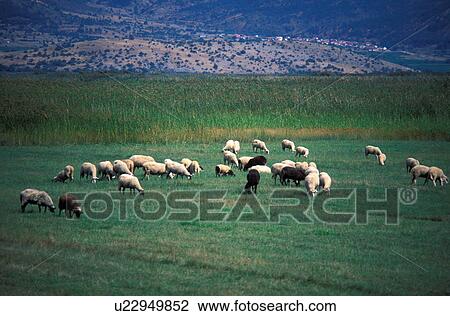 Stock Image - Sheep grazing in a meadow. Fotosearch