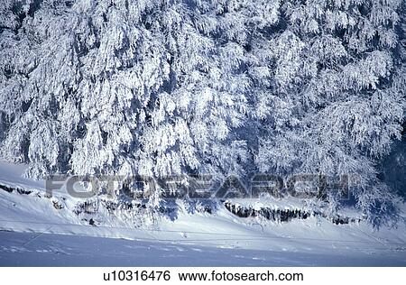 Snow covered trees View Large Photo Image Stock Photograph - Snow covered trees. Fotosearch