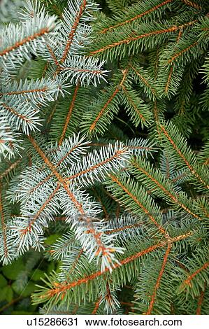 Closeup of spruce tree branches View Large Photo Image Stock Image - Closeup of spruce tree branches. Fotosearch