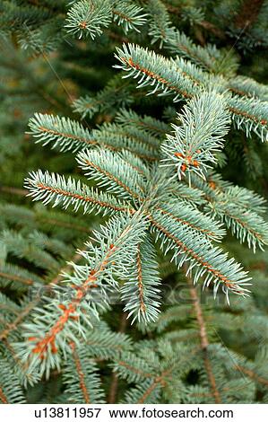 Stock Photo - Closeup of spruce tree branches. Fotosearch