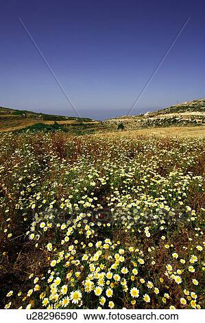 Daisies in a field View Large Photo Image Stock Image - Daisies in a field. Fotosearch