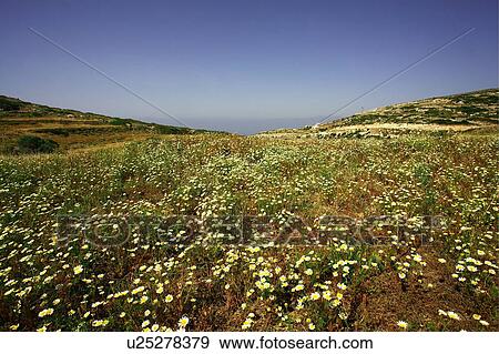 Daisies in a field View Large Photo Image Stock Photo - Daisies in a field. Fotosearch