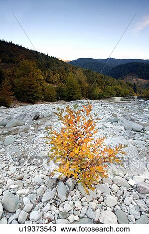 Stock Image - Dry river bed with stones. Fotosearch