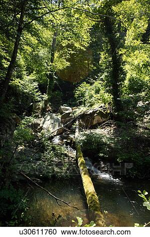 Stock Image - River through the forest. Fotosearch