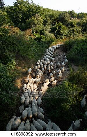Sheep on a path View Large Photo Image Stock Image - Sheep on a path. Fotosearch