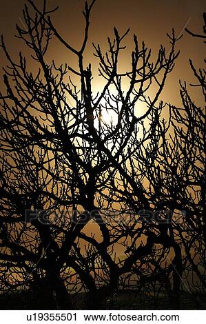 Sky through tree branch silhouette View Large Photo Image Stock Image - Sky through tree branch silhouette. Fotosearch