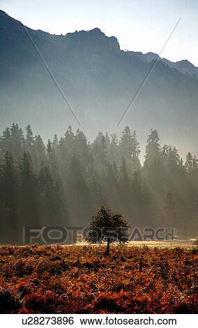 Stock Photograph - Sunlight falling on trees. Fotosearch