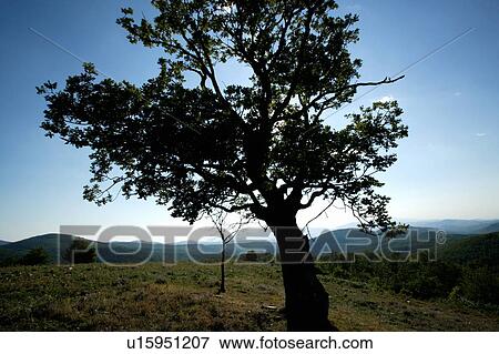Stock Photo - Tree in the countryside. Fotosearch
