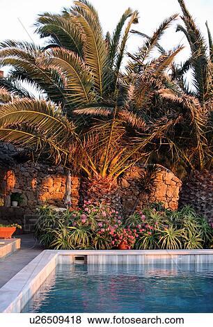 Swimming pool with palm trees View Large Photo Image Stock Photo - Swimming pool with palm trees. Fotosearch