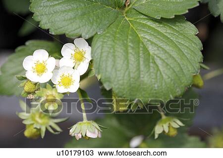 Stock Image - Close-Up, Outdoors, Day. Fotosearch