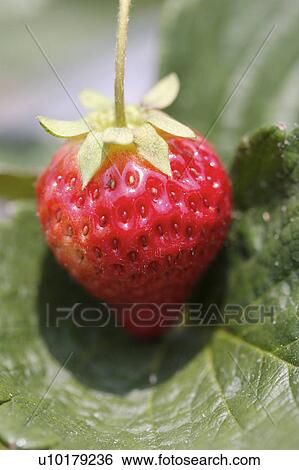 Close-Up, Outdoors View Large Photo Image Stock Photograph - Close-Up, Outdoors. Fotosearch
