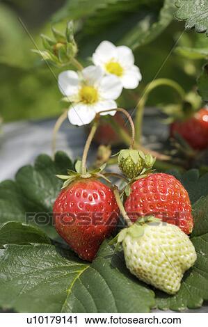 Stock Image - Close-Up, Small Group of Objects, Outdoors. Fotosearch