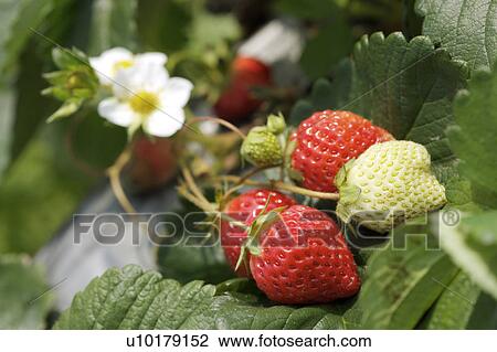 Stock Image - Close-Up, Small Group of Objects, Outdoors. Fotosearch