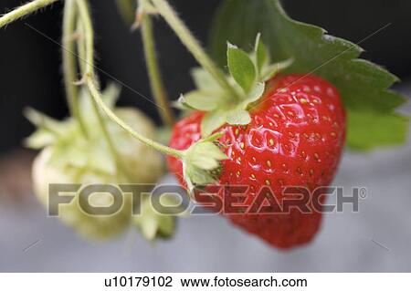 Close-Up, Two Object, Outdoors View Large Photo Image Stock Image - Close-Up, Two Object, Outdoors. Fotosearch