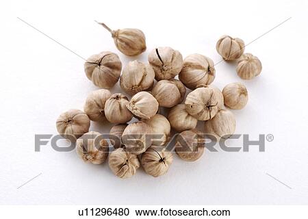 Beans View Large Photo Image Stock Image - Beans. Fotosearch