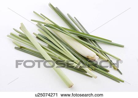 Citronella View Large Photo Image Stock Image - Citronella. Fotosearch