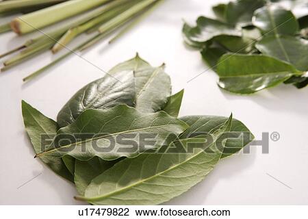 Stock Image - Lemon Leaf, Stevia Leaf and Citronella. Fotosearch
