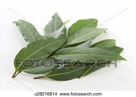 Stevia Leaves View Large Photo Image Picture - Stevia Leaves. Fotosearch