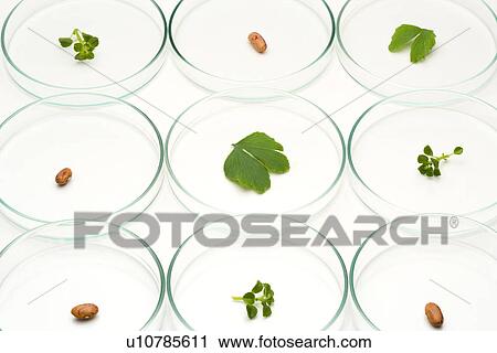 Stock Image - Close up of Petri dish with bean or leaf. Fotosearch
