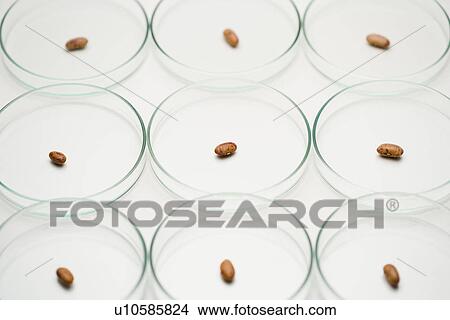 Close up of seeds in Petri dish View Large Photo Image Picture - Close up of seeds in Petri dish. Fotosearch