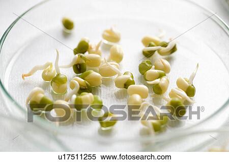 Close up of seeds in Petri dish View Large Photo Image Stock Photography - Close up of seeds in Petri dish . Fotosearch