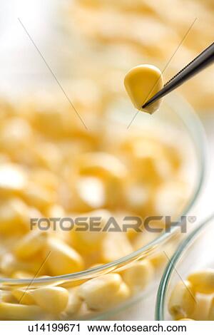 Stock Image - Corn Kernels in petri dish . Fotosearch