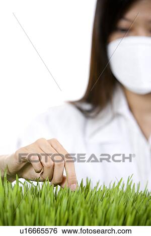 Female technician examining grass View Large Photo Image Stock Photograph - Female technician examining grass. Fotosearch