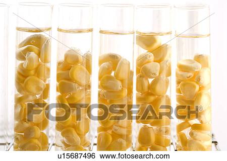 Stock Photograph - Jars with corn kernels in a row . Fotosearch