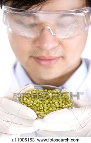 Stock Image - Male scientist holding petri dish full of beans. Fotosearch