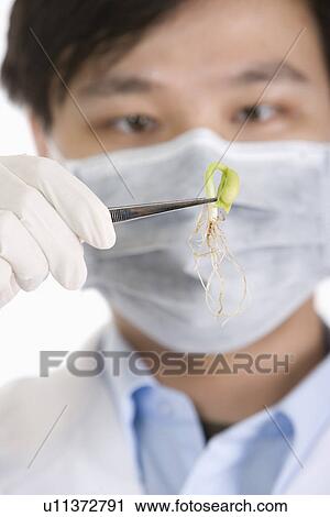 Stock Image - Man holding seed in tweezers . Fotosearch