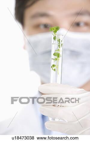 Stock Photo - One Man Holding up Plant Seedling Growing in a Test Tube. Fotosearch
