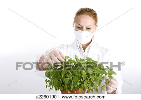 Stock Image - One scientist examining potted plant, portrait. Fotosearch