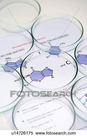 Petri dishes View Large Photo Image Stock Photography - Petri dishes. Fotosearch