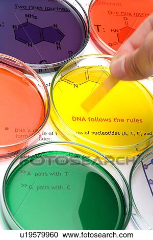 Petri dishes with liquid View Large Photo Image Stock Image - Petri dishes with liquid. Fotosearch