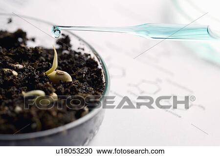 Pipette emitting liquid into petri dish with seedling and dirt, close-up View Large Photo Image Stock Image - Pipette emitting liquid into petri dish with seedling and dirt, close-up. Fotosearch