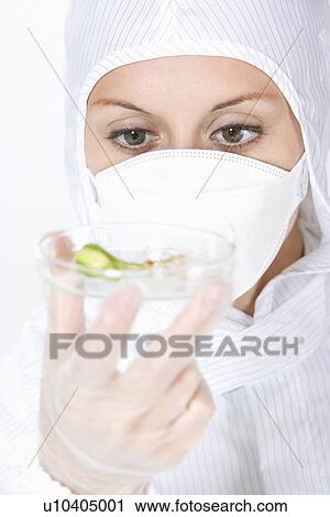 Stock Image - Scientist holding petri dish with seedling. Fotosearch